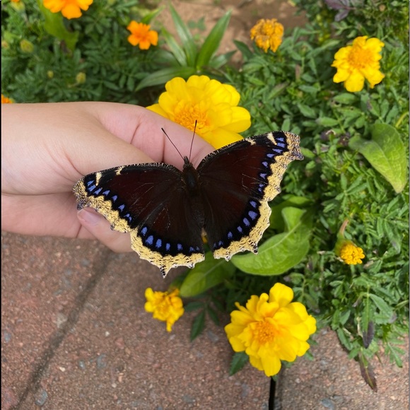 Meet your Posher, Alyssa - Picture 1 of 1